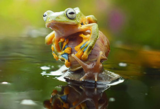 雨蛙与蜗牛结伴&quot;搭便车&quot;过河 感动网友