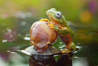 雨蛙与蜗牛结伴&quot;搭便车&quot;过河 感动网友