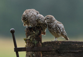 英国小猫头鹰“求抱抱”温馨照片走红