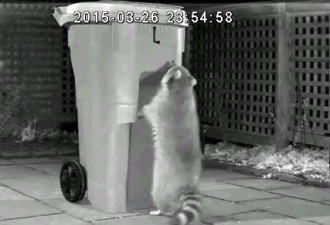 视频：打不开新版绿桶 浣熊急得直跳