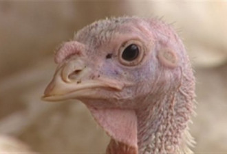 安省Woodstock市一火鸡场出现禽流感