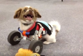 安省残疾小狗在中学师生帮助下装轮椅
