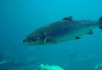 联邦下令禁止在大西洋沿岸钓捕三文鱼