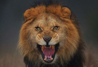 摄影师不要命 拍到狮子扑向自己瞬间