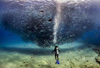 墨西哥潜水偶遇鱼群“龙卷风” 场面震撼