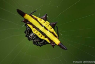 最美蜘蛛：孔雀蜘蛛彩虹腹部吸引异性