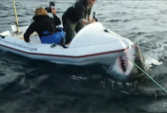 惊魂一幕：新西兰6米大白鲨突袭小船