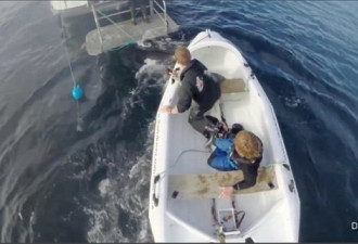 惊魂一幕：新西兰6米大白鲨突袭小船