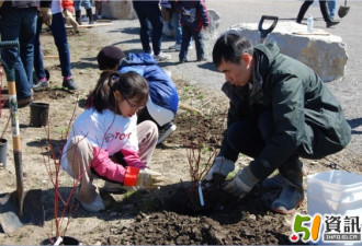 老老少少200人来植树：华人社区正能量