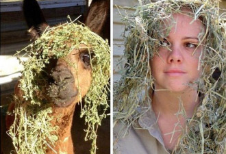 澳管理员模仿动物 搞笑照片蹿红网络