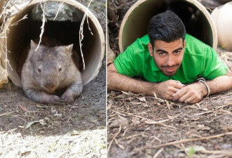 澳管理员模仿动物 搞笑照片蹿红网络