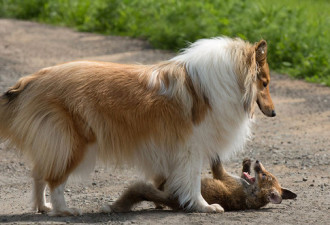 3周大的小狐狸失去母亲 被牧羊犬收养