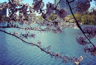 High Park里的樱花是怎样来到多伦多的