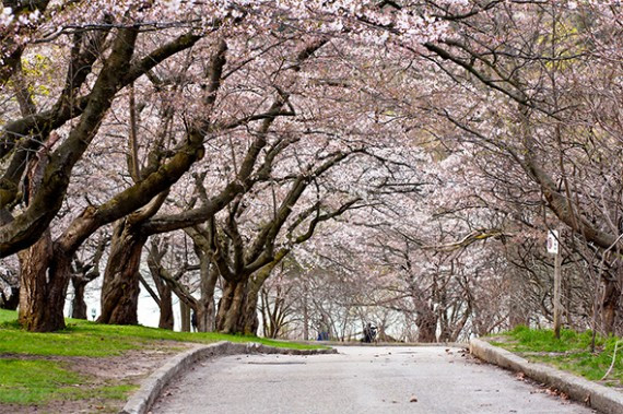 cherry blossoms high park
