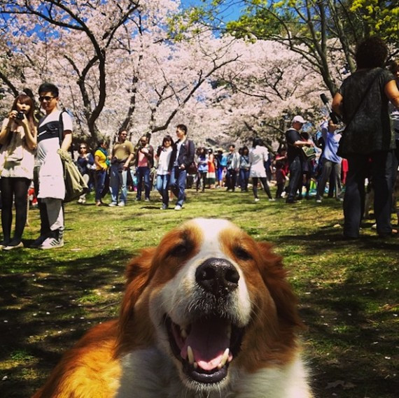 High Park cherry blossoms