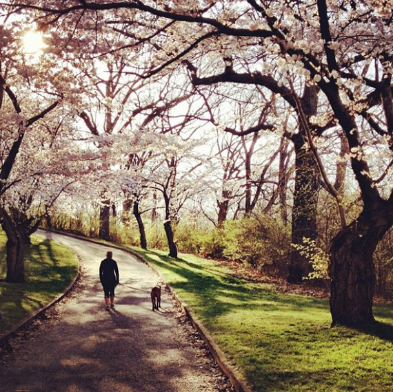 High Park Cherry Blossoms