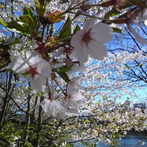 High Park cherry blossoms