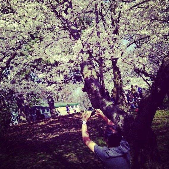 High Park cherry blossoms