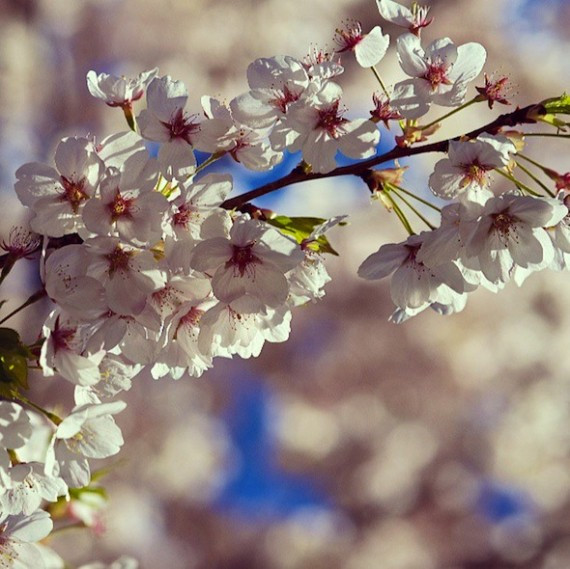High Park cherry blossoms