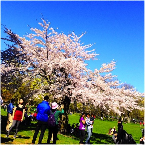 High Park cherry blossoms
