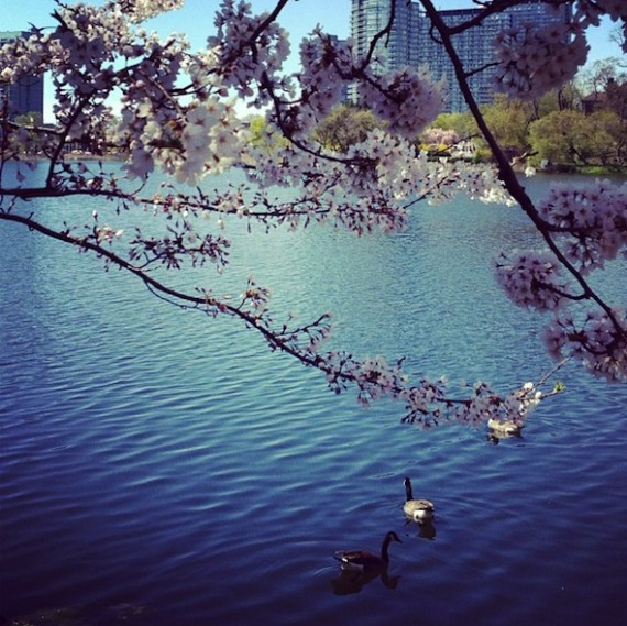 High Park cherry blossoms