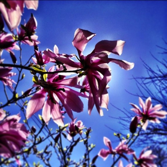 Cherry blossoms High Park