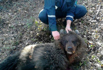 这只黑熊袭击俄国女子后 把她埋了起来