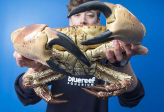 巨蟹现身英吉利海峡 双钳可夹碎人手腕