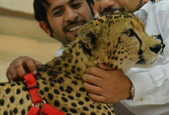 实拍：阿拉伯的土豪养老虎狮子当宠物