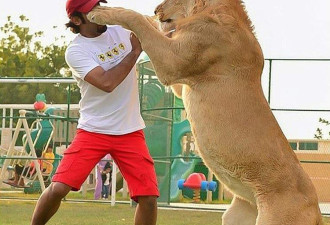 实拍：阿拉伯的土豪养老虎狮子当宠物