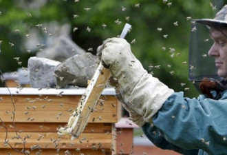 法国专家：加拿大规范杀虫剂 落后五年