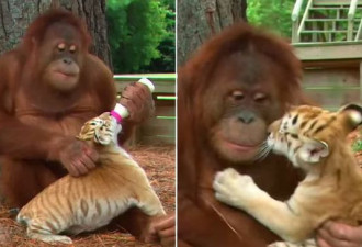 母猩猩对小老虎宠爱有加 竟给其喂奶