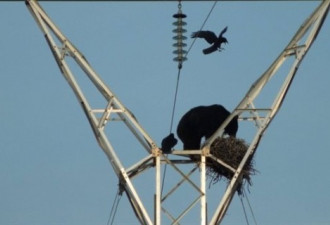 加拿大黑熊真任性 爬输电塔偷吃乌鸦蛋