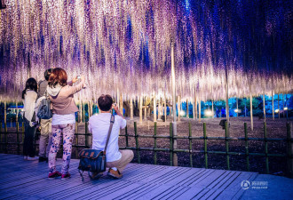 日本144岁紫藤花开 壮美宛如紫色瀑布