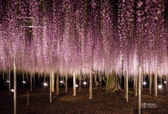 日本144岁紫藤花开 壮美宛如紫色瀑布
