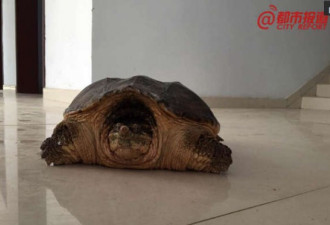 村民修水库挖出2只大龟 估计至少500岁