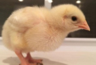 阿尔伯塔省1家禽养殖场 爆沙门菌疫情