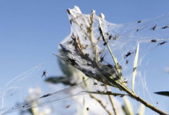 澳洲下“蜘蛛雨”：百万蜘蛛从天而降