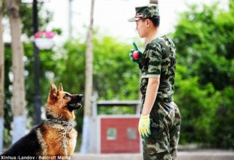 实拍中国警犬学院 狗狗们叼盘排队吃饭