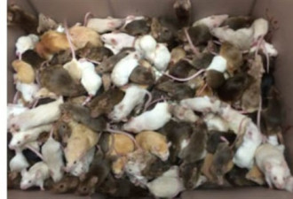 卡尔加里动物保护协会没收千只宠物鼠