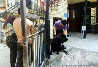纽约华人打狗被邻居拍下 警方介入调查