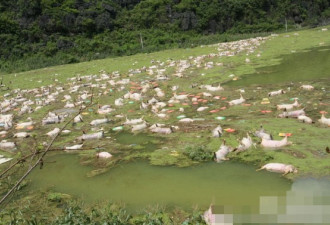 惊！广西：1.6万余头死猪浸泡在水中