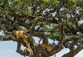 狮群爬上大树好乘凉 惬意睡姿尽显慵懒