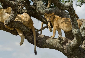 狮群爬上大树好乘凉 惬意睡姿尽显慵懒