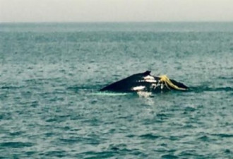 加东沿海人们寻求解救缠上渔网的鲸鱼