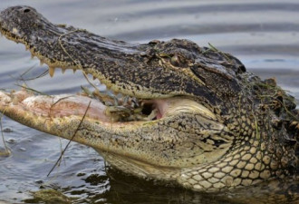 得州鳄鱼袭人致命：男子骂鳄鱼被咬死