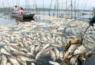 安徽五河污染损失两亿：上游仍在排污
