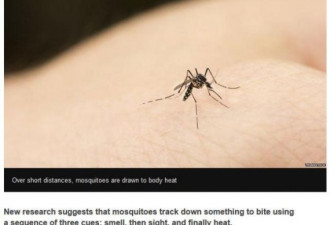 蚊子为什么总是叮你？研究发现3大关键