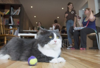 温市开设首间猫咖啡馆 预计10月开张