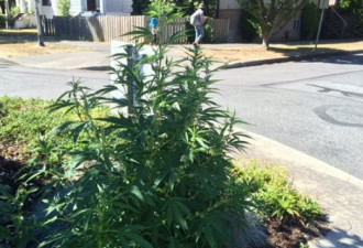 温哥华：大麻在街道环岛长得郁郁葱葱